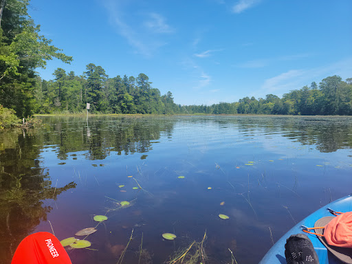 Belleplain State Forest Gallery - United States