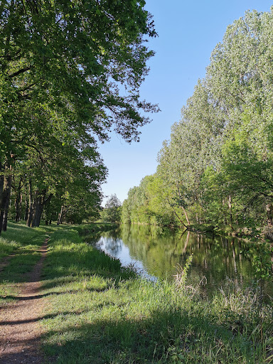 Grüne Wiese