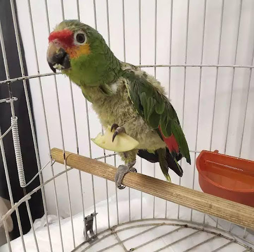 VETHOUSE (veterinaria)