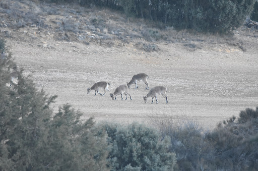 Carrasca del Monte