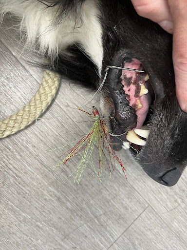 West Melton Vet Centre - Thumbnail