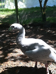 Photo n°9 de Parc Animalier Chez Dame Nature à Meslan (Ferme pédagogique)