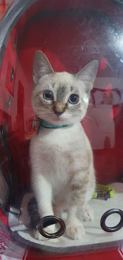 Consultorio Veterinario Yucancat