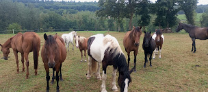 Photo n°2 de Centre équestre du haut fevre à Saint-Georges-Buttavent (Centre équestre)