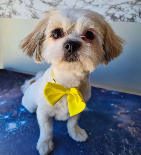 Super Pup Spa - Thumbnail