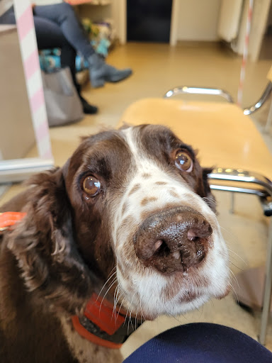 Severn Edge Vets - Bridgnorth - Thumbnail