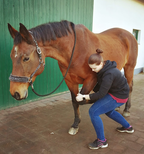 Physiotherapie und Osteopathie für Tiere Malin Cordugas Gallery - Germany