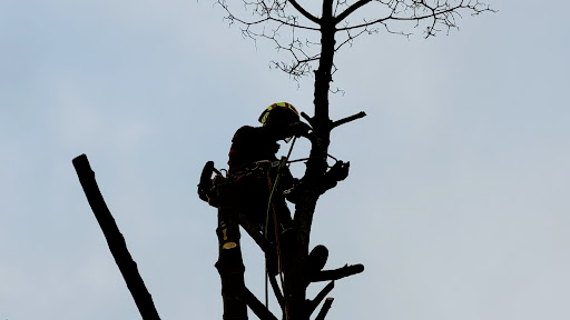 Photo de ARFI Paysagiste Pisciniste 94 à Limeil-Brévannes (94450)