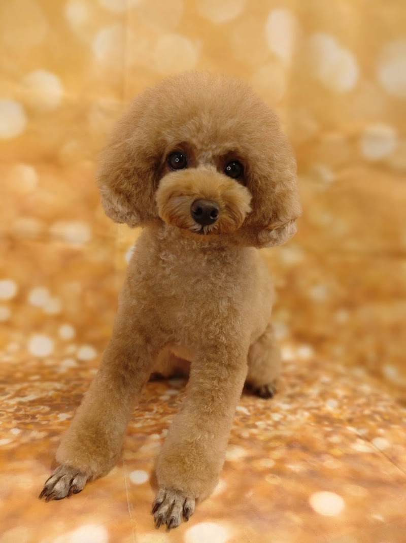 犬の美容室ハッピードッグ