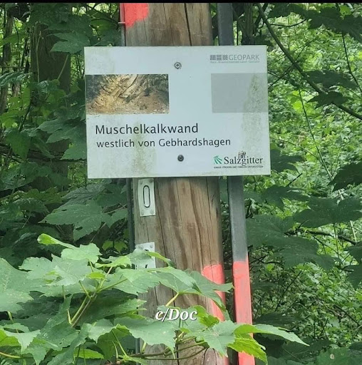 Muschelkalkwand Gebhardshagen - Thumbnail