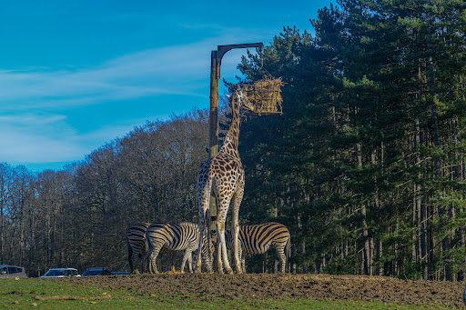 Parcours Safari Thoiry Logo