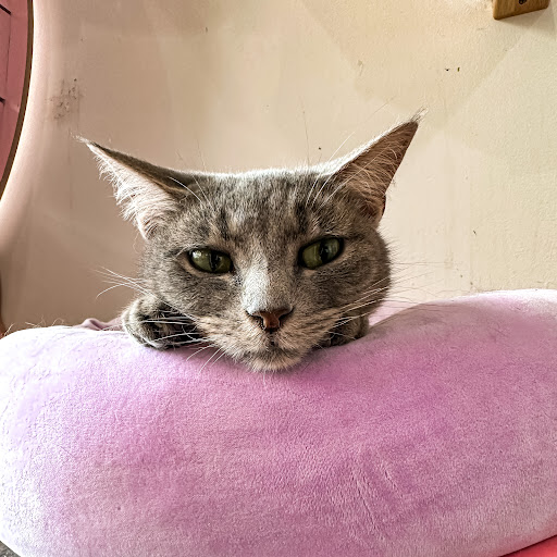 Happy Cat Cafe - Thumbnail