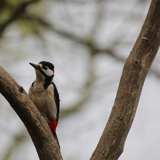 Tatton Park Bird Hide - Thumbnail