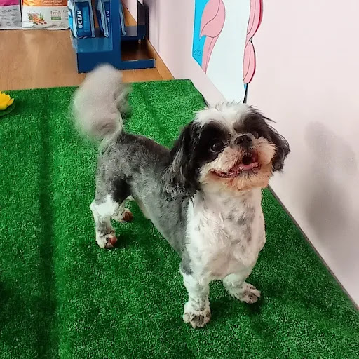 La Fábrica de Sueños: Peluquería canina y tienda Gallery - Spain