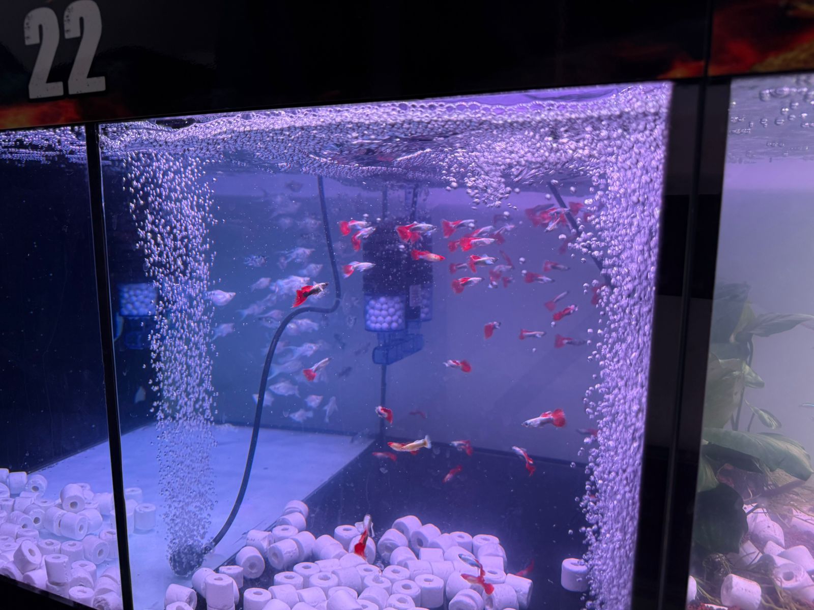 Chuysyaz Arowana Aquatic & Live Animals Trading L.L.C - صورة 2