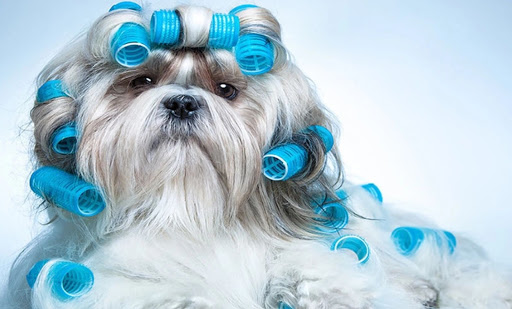 Bow Wow Beauty Shop