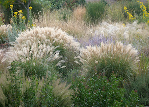 Photo n°9 de Le Jardin Champêtre à Caunes-Minervois (Pépinière)