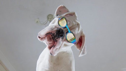 Sherwood Canine Fun Fitness And Mobility Swim Centre