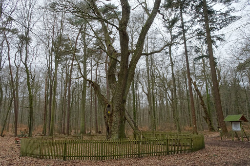Bridegroom's Oak - Thumbnail