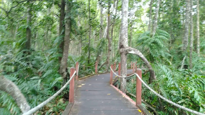 Matang Mangrove Forest Reserve Eco Park by null