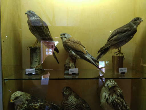natuurmuseum Rheezer-marke - Thumbnail