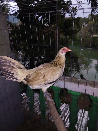 El Amajac - Visual