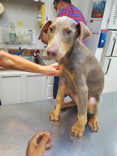 Camden Veterinary Services - Thumbnail