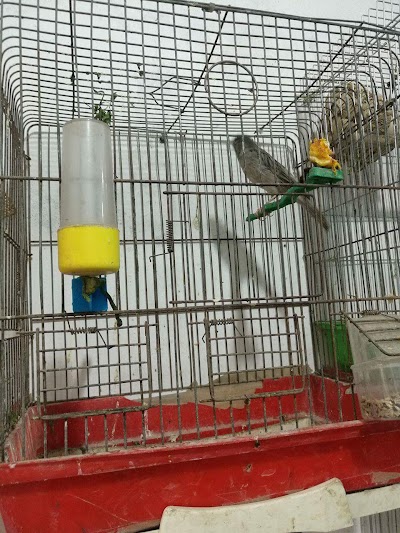 Photos of Amer shop selling all kinds of birds and pets