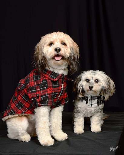 Shadow Lake Animal Hospital - Thumbnail