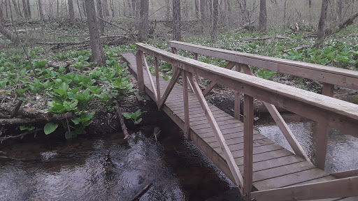 Dowagiac Woods - Thumbnail