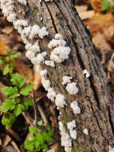 Mangan Woods - Thumbnail