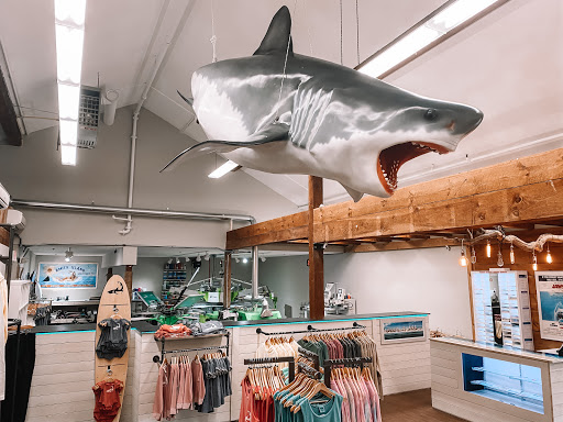 Cape Shark - Visual