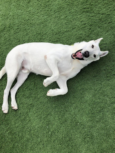Camp Diggity Dogs - Thumbnail