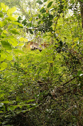 Photo n°16 de Les Cabanes d’Arcangues à Arcangues (Hôtel)