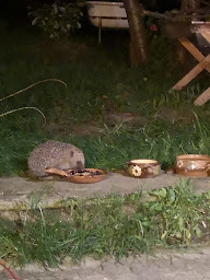 Photo n°6 de La Maisonnée Rayonnante à Gries (Chambre d'hôtes)