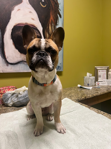 The Vet on 4th - Thumbnail