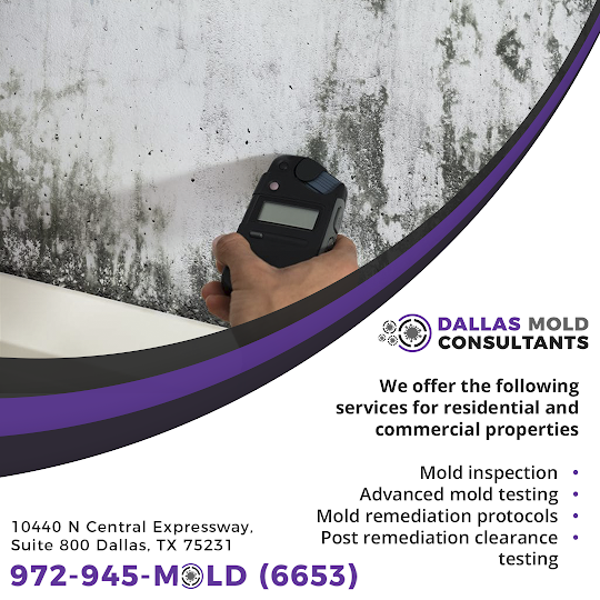 mold inspection