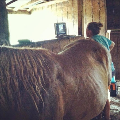 Myrtle Beach Equine Clinic Gallery - United States