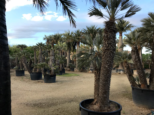 Palm Ter