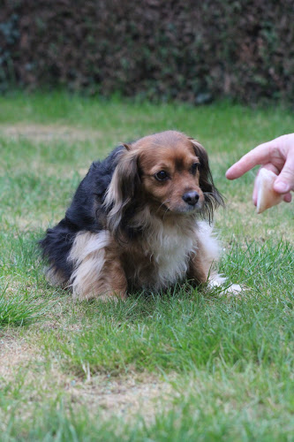 Numéro de téléphone de As de chien