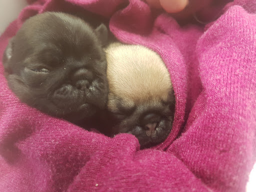 Clinica Veterinaria Frascati - Thumbnail
