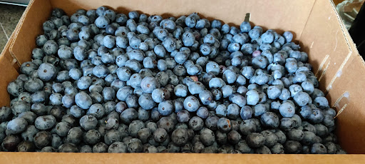 Leduc Blue Berries Logo