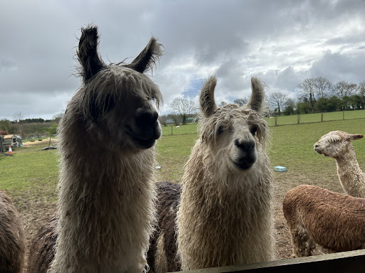 Wymondham Alpacas