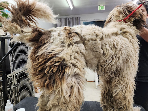Gina's Clean & Cozy Petcare - Thumbnail