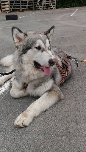 Wolf Dog Compagny - Thumbnail