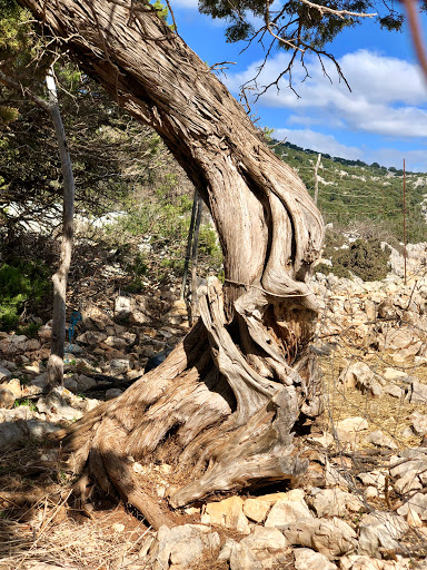DORGALI - Visual