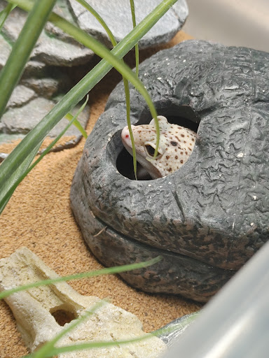 Southern Reptile Haven Inc - Thumbnail