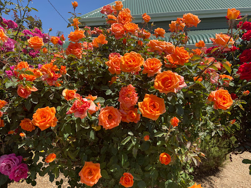 COLOURED ROSE GARDEN - Thumbnail