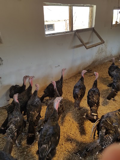 Photos of Diyarbakır Hindi &Ccedil;iftliği