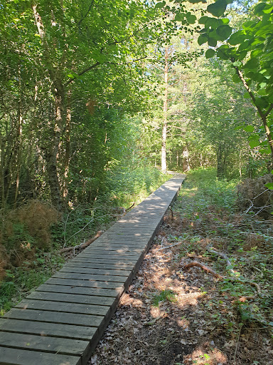 Bosarve lövskog Naturreservat